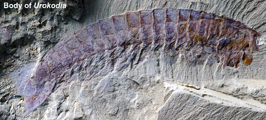11C13E